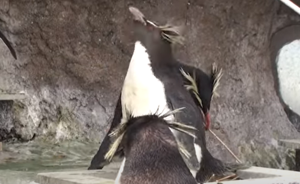 水族館ブログ ペンギン