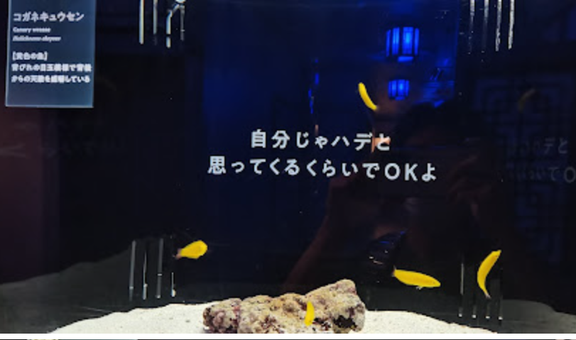 水族館ブログ 横浜海運水族館