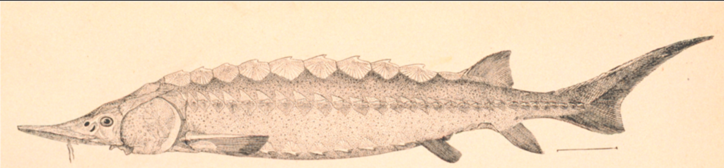 バイカル湖 バイカルチョウザメ