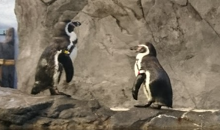 フンボルトペンギン