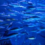 underwater school of fish in valencia aquarium