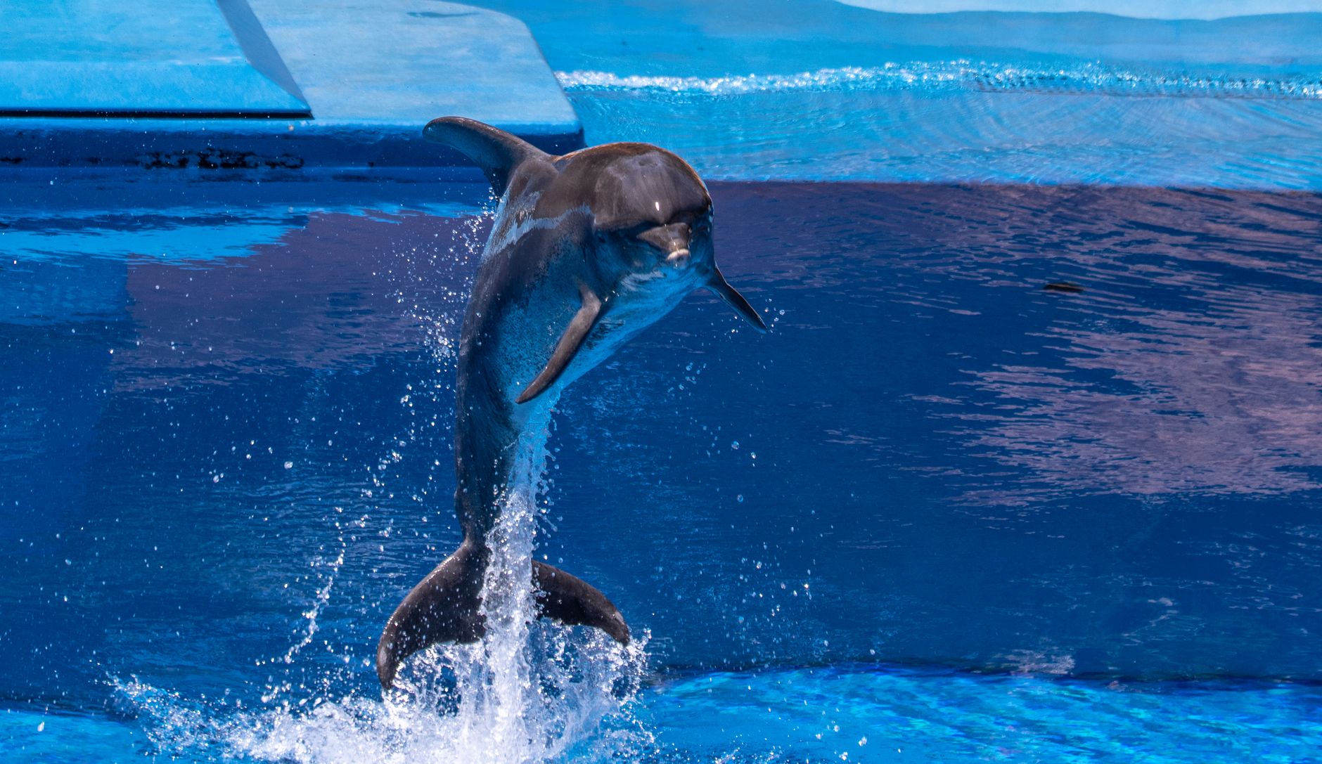 black dolphin doing stunt on water